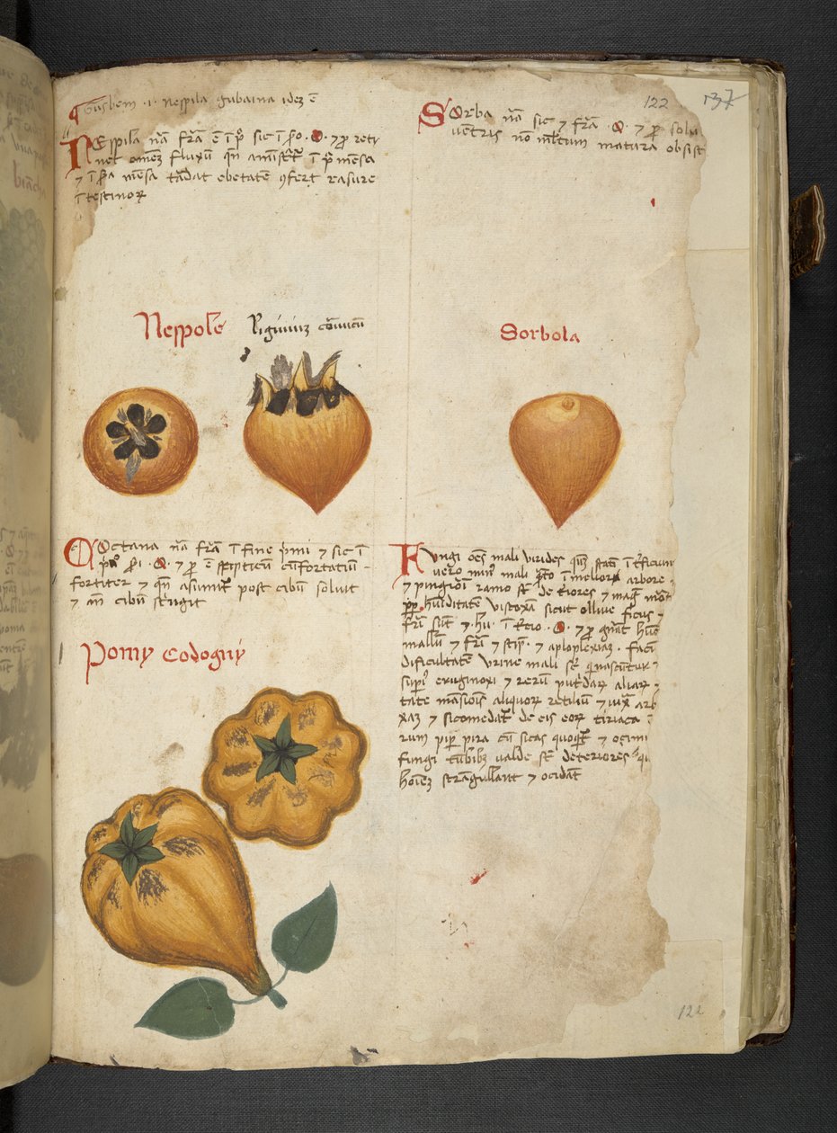 Adicionar MS 41623 f.122r Pere Cotogne e Sorbo, de 