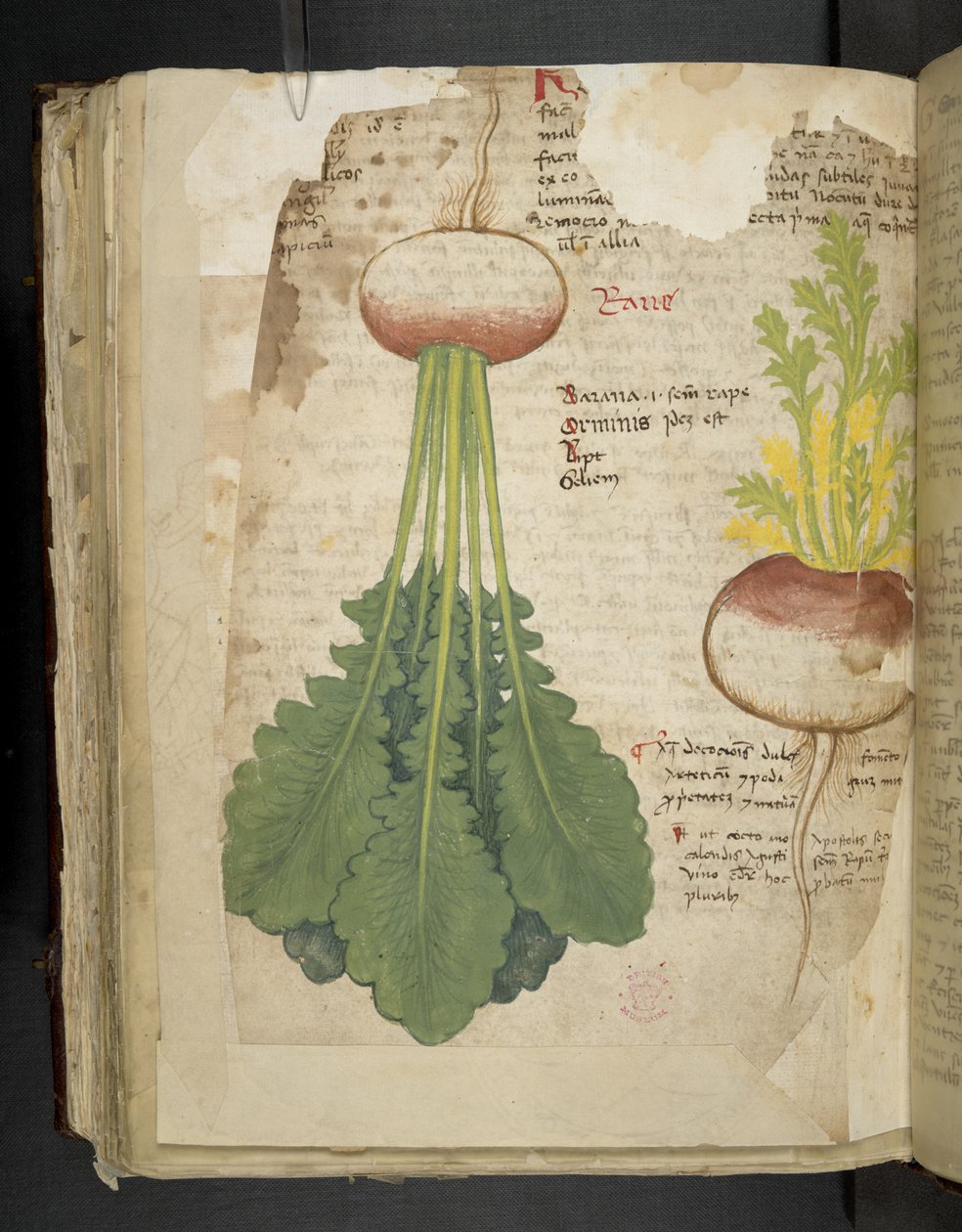 Adicionar MS 41623 f.126v 
