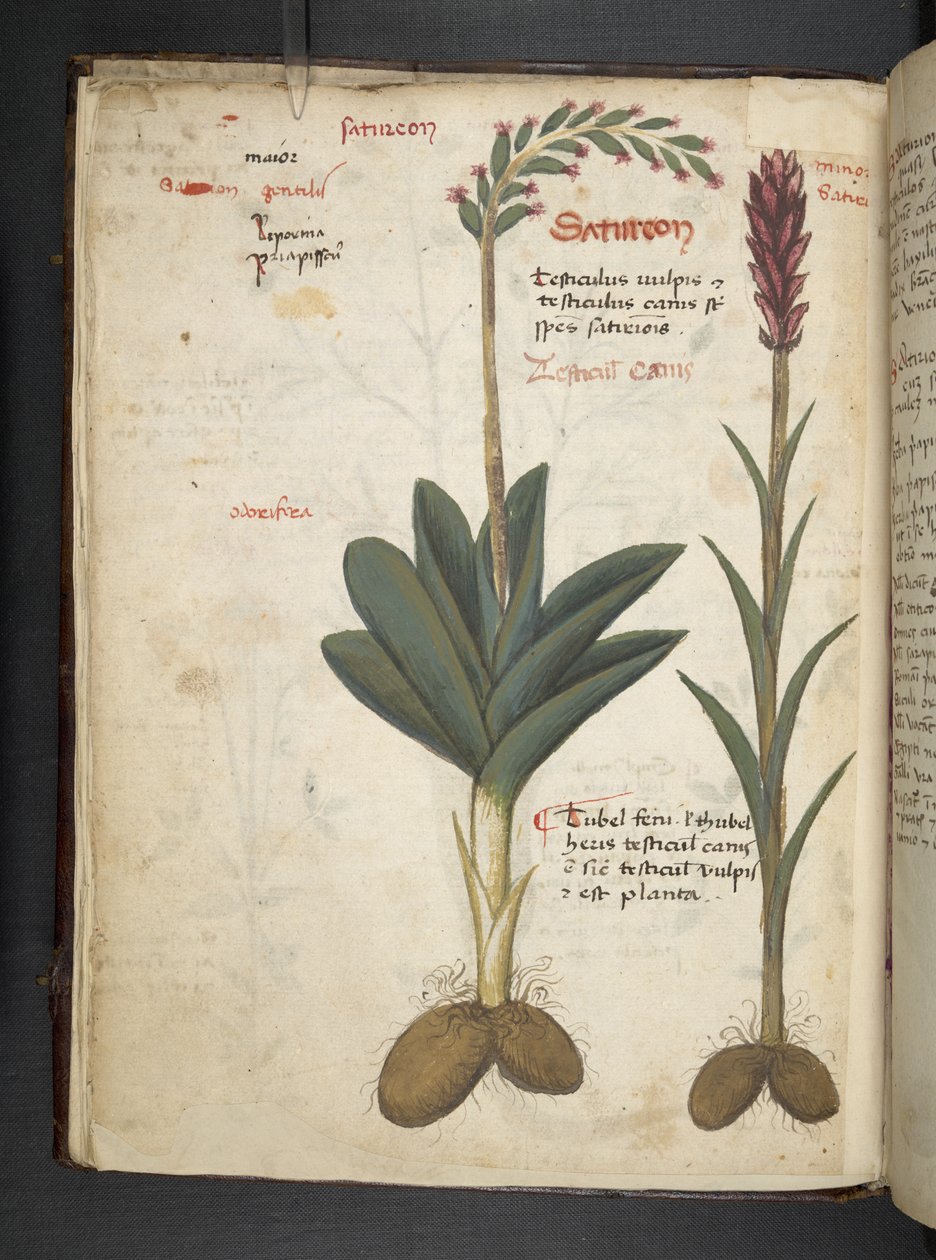 Adicionar MS 41623 f.12v A herbal, Belluno (tinta e cor em velino) de Italian School