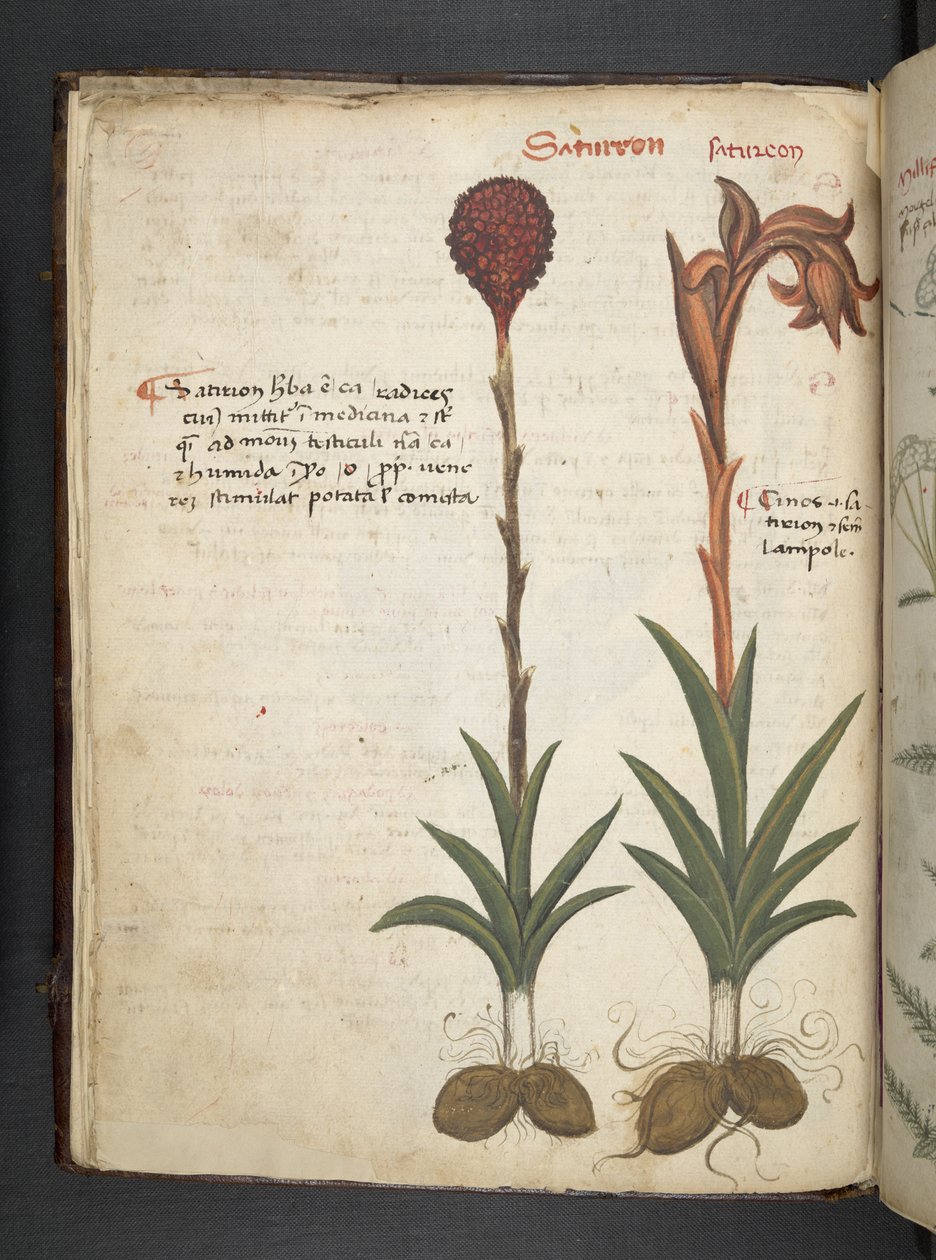 Adicionar MS 41623 f.13v A herbal, Belluno (tinta e cor em velino) de Italian School