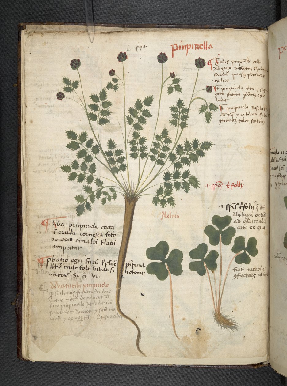 Adicionar MS 41623 f.14v A herbal, Belluno (tinta e cor em pergaminho) de Italian School
