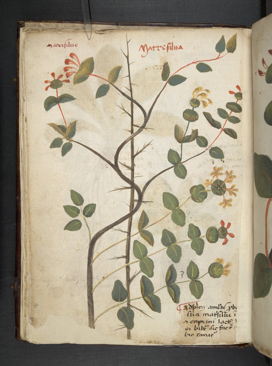 Adicionar MS 41623 f.15v A herbal, Belluno (tinta e cor em velino) de Italian School