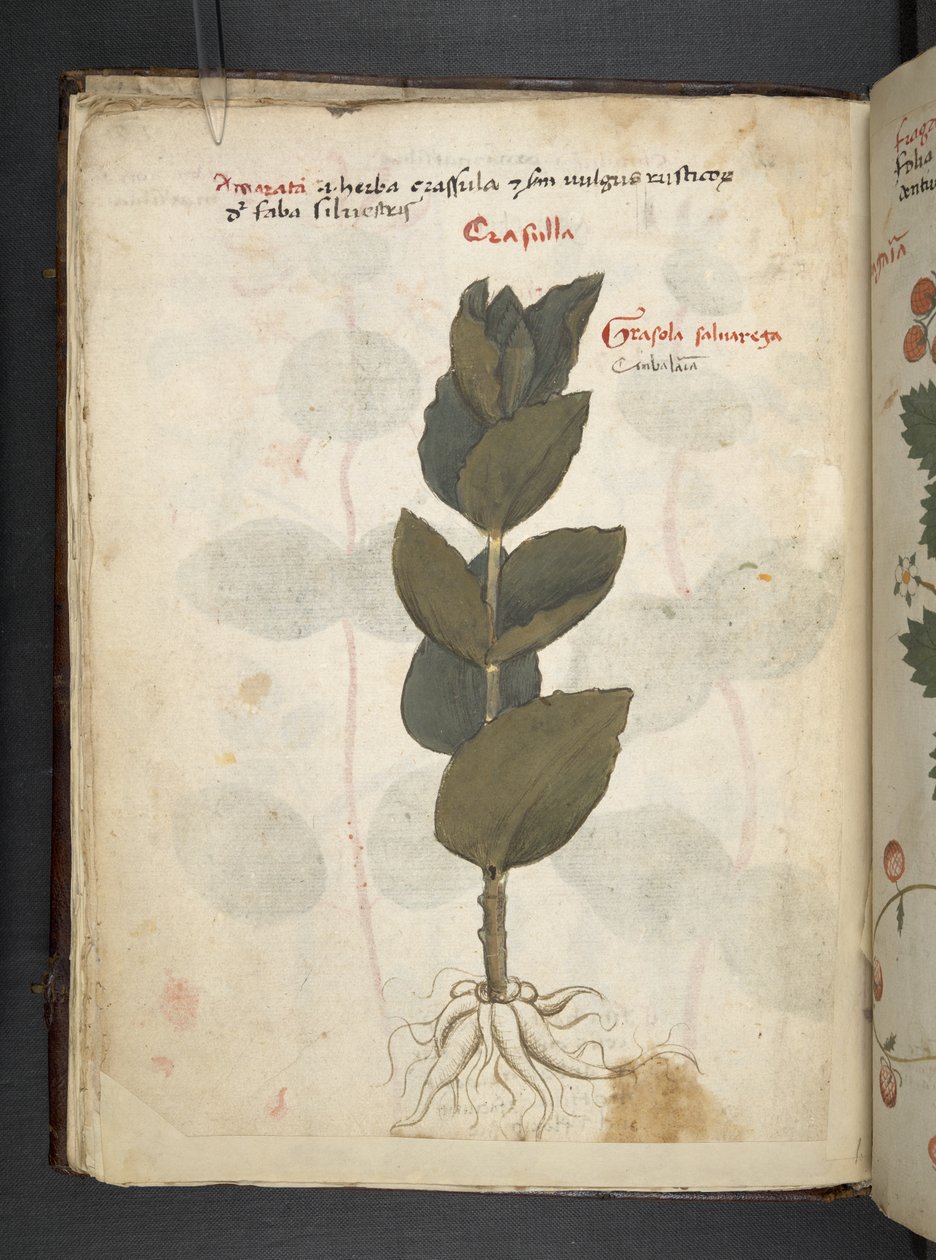 Adicionar MS 41623 f.16v A herbal, Belluno (tinta e cor em velino) de Italian School