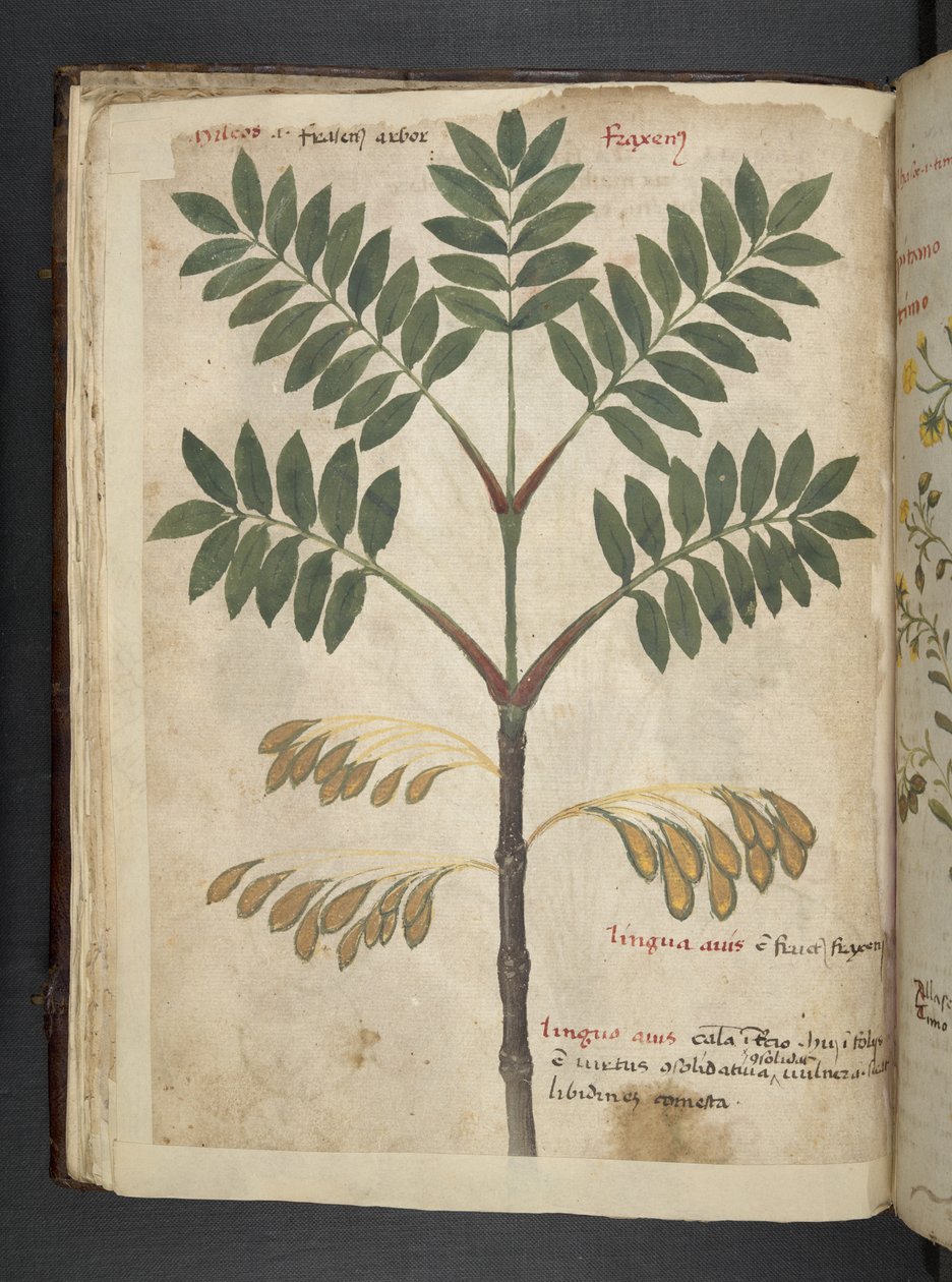 Adicionar MS 41623 f.17v A herbal, Belluno (tinta e cor em pergaminho) de Italian School