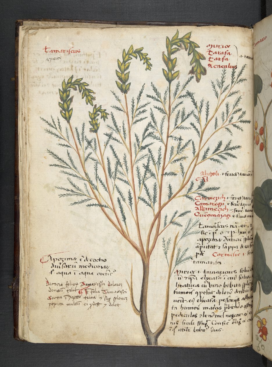 Adicionar MS 41623 f.18v A herbal, Belluno (tinta e cor em velino) de Italian School