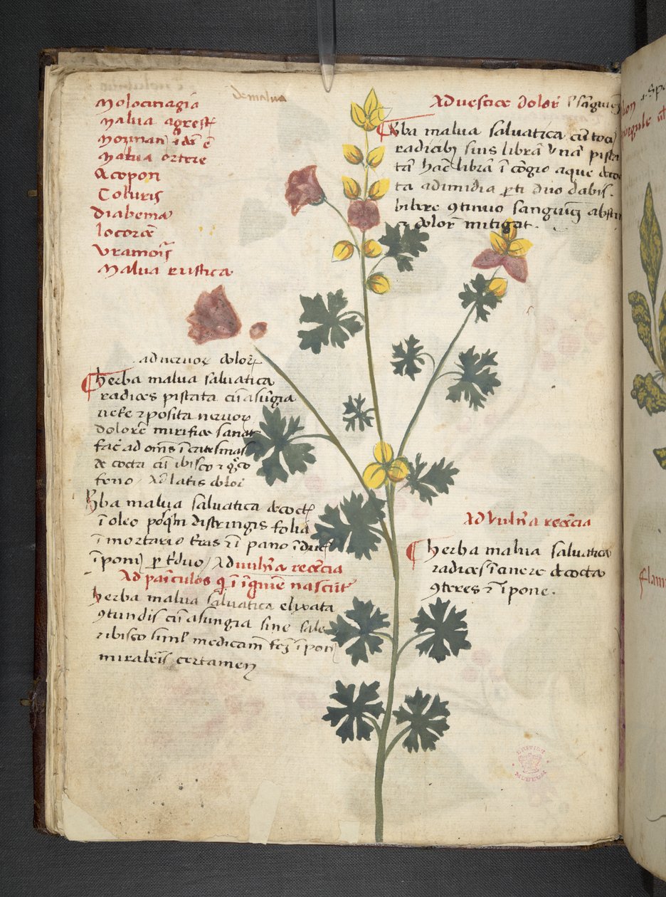 Adicionar MS 41623 f.19v A herbal, Belluno (tinta e cor em pergaminho) de Italian School