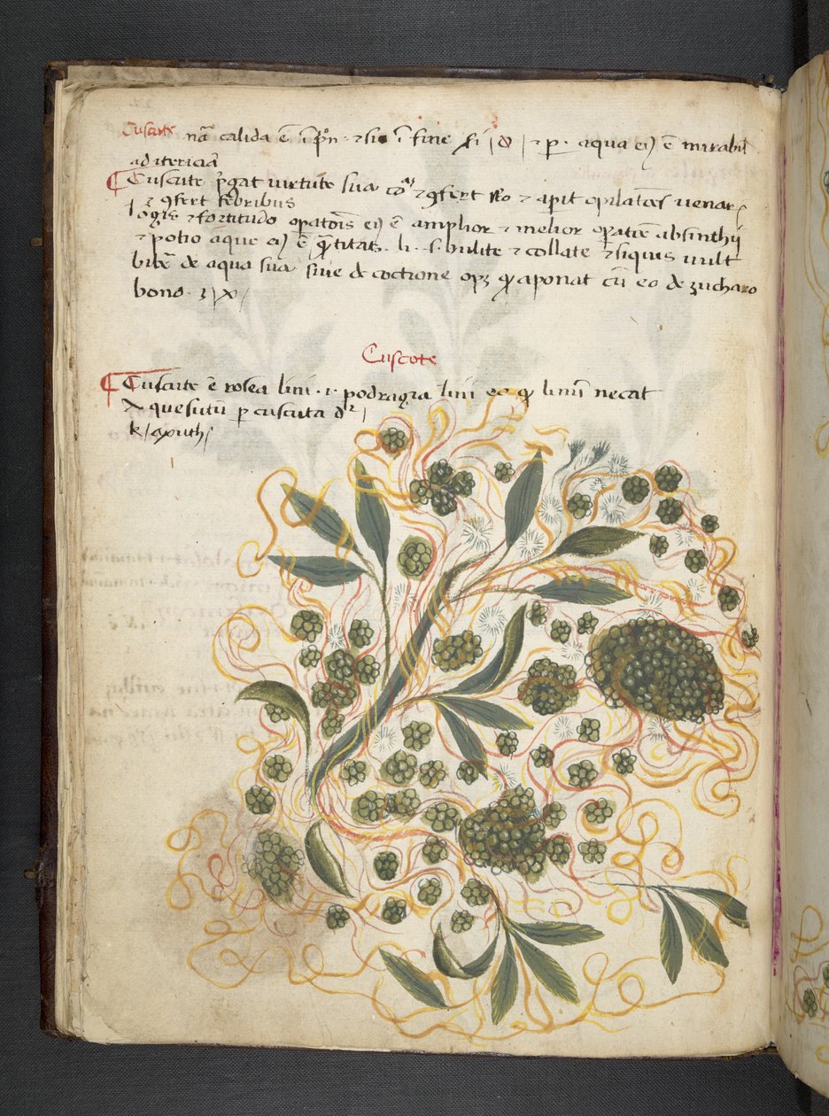Adicionar MS 41623 f.20v A herbal, Belluno (tinta e cor em pergaminho) de Italian School