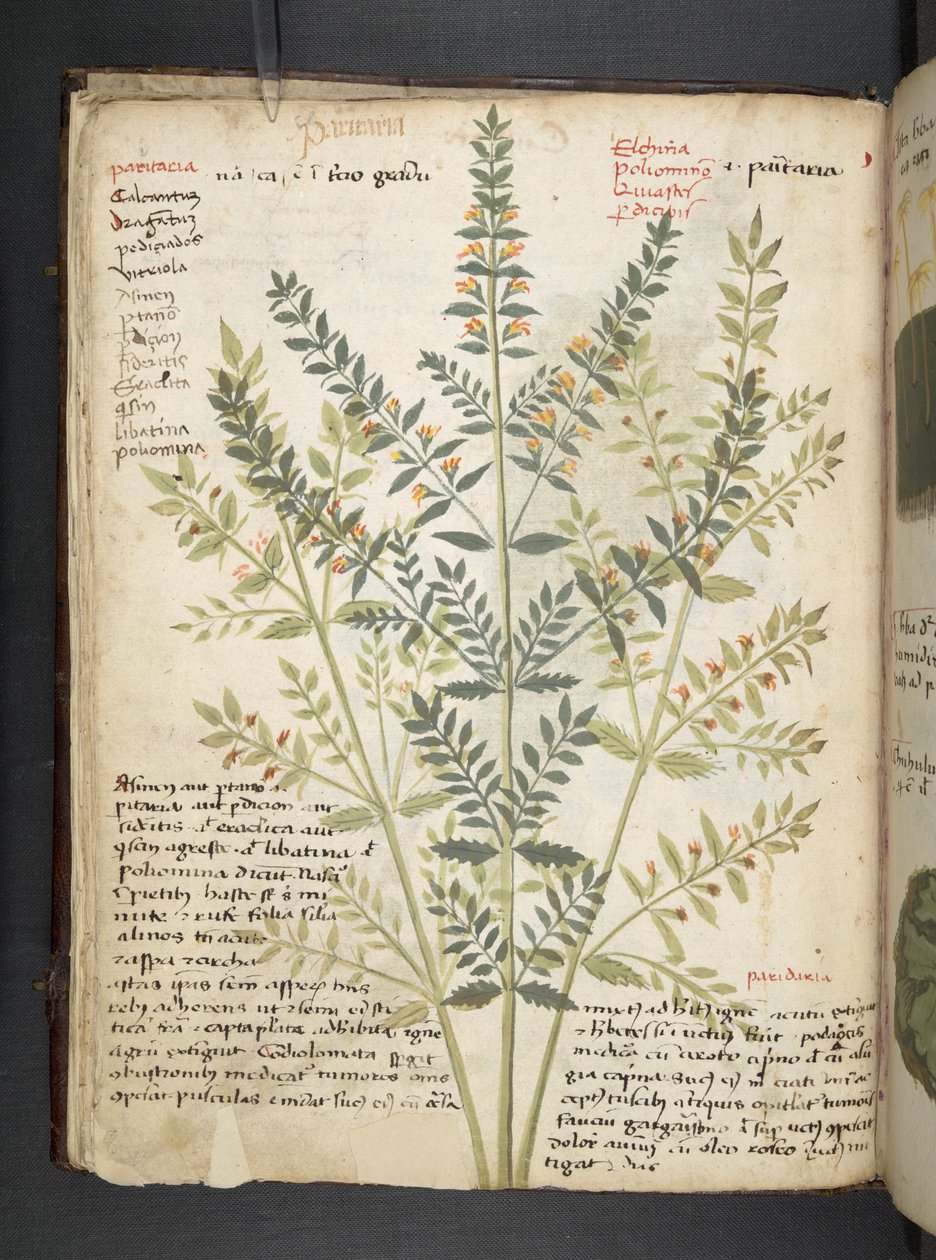 Adicionar MS 41623 f.21v A herbal, Belluno (tinta e cor em velino) de Italian School