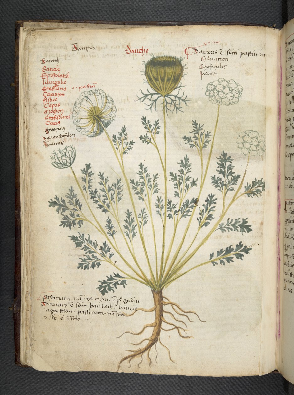 Adicionar MS 41623 f.22v A herbal, Belluno (tinta e cor em pergaminho) de Italian School