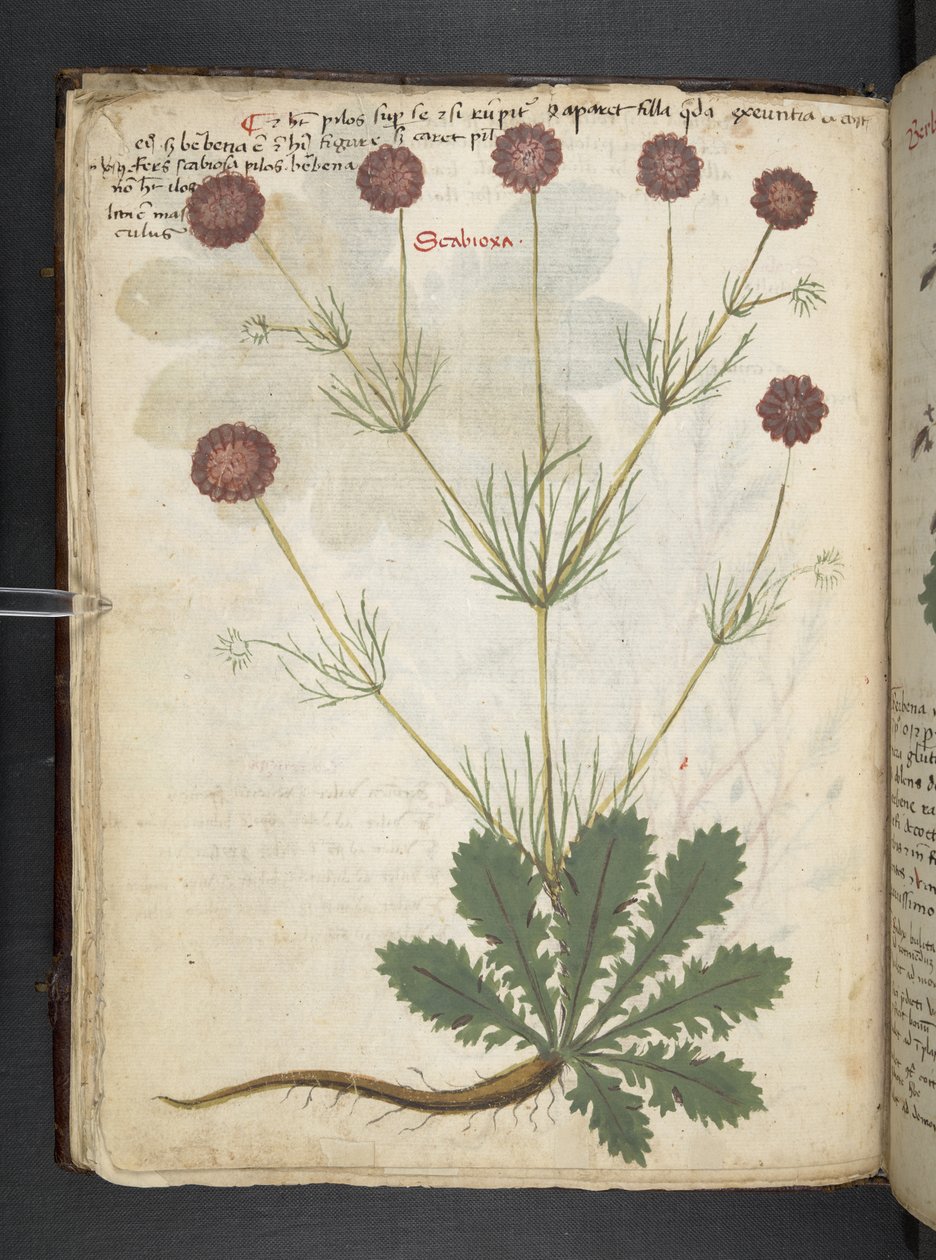 Adicionar MS 41623 f.26v A herbal, Belluno (tinta e cor em velino) de Italian School