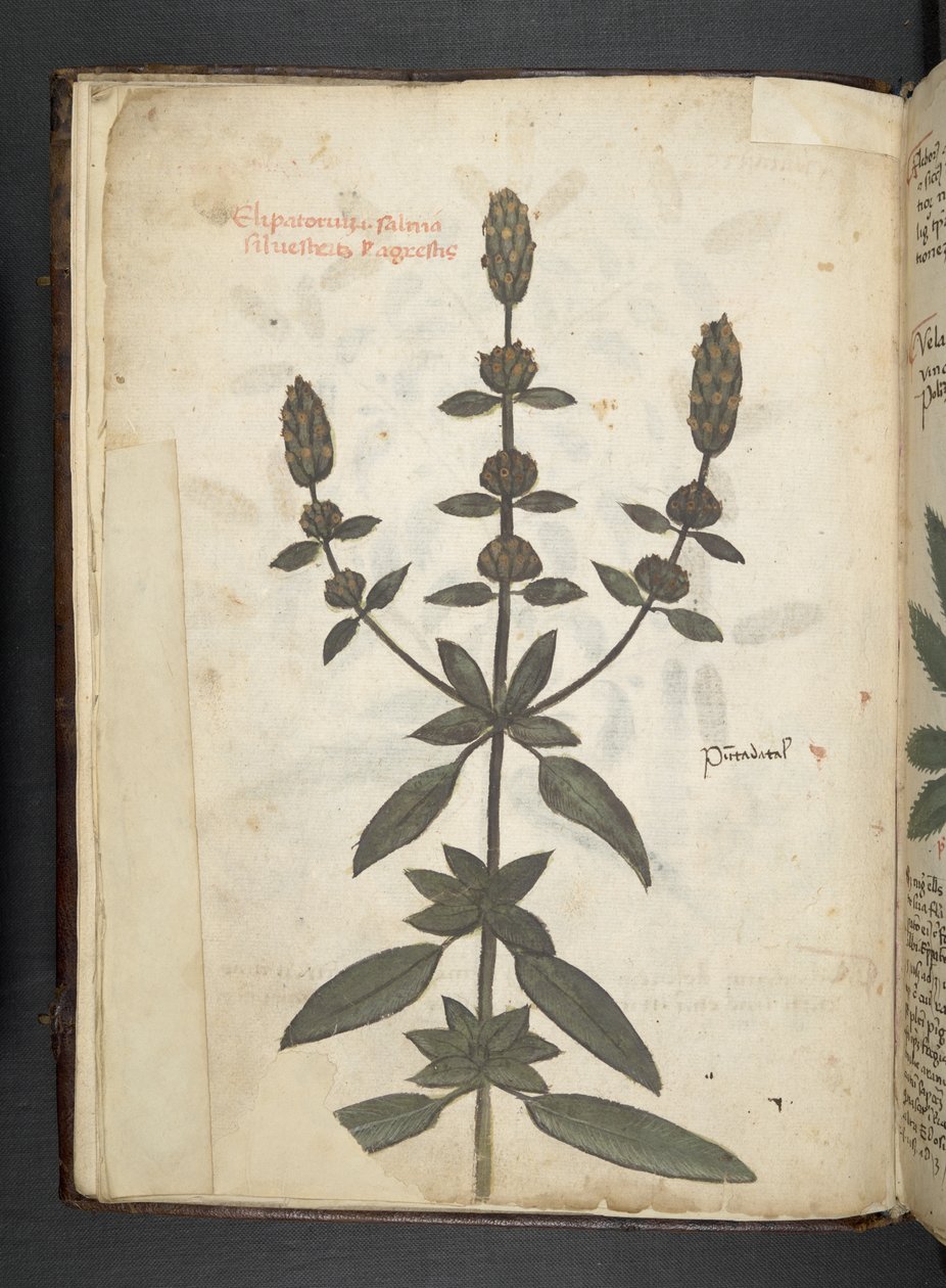 Adicionar MS 41623 f.2v A herbal, Belluno (tinta e cor em velino) de Italian School