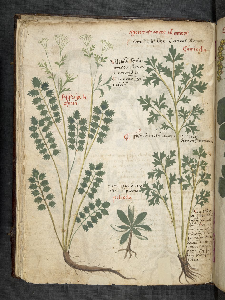 Adicionar MS 41623 f.33v 