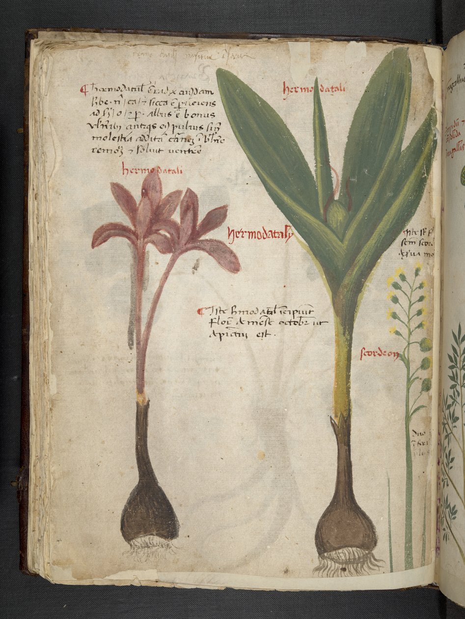 Adicionar MS 41623 f.34v 
