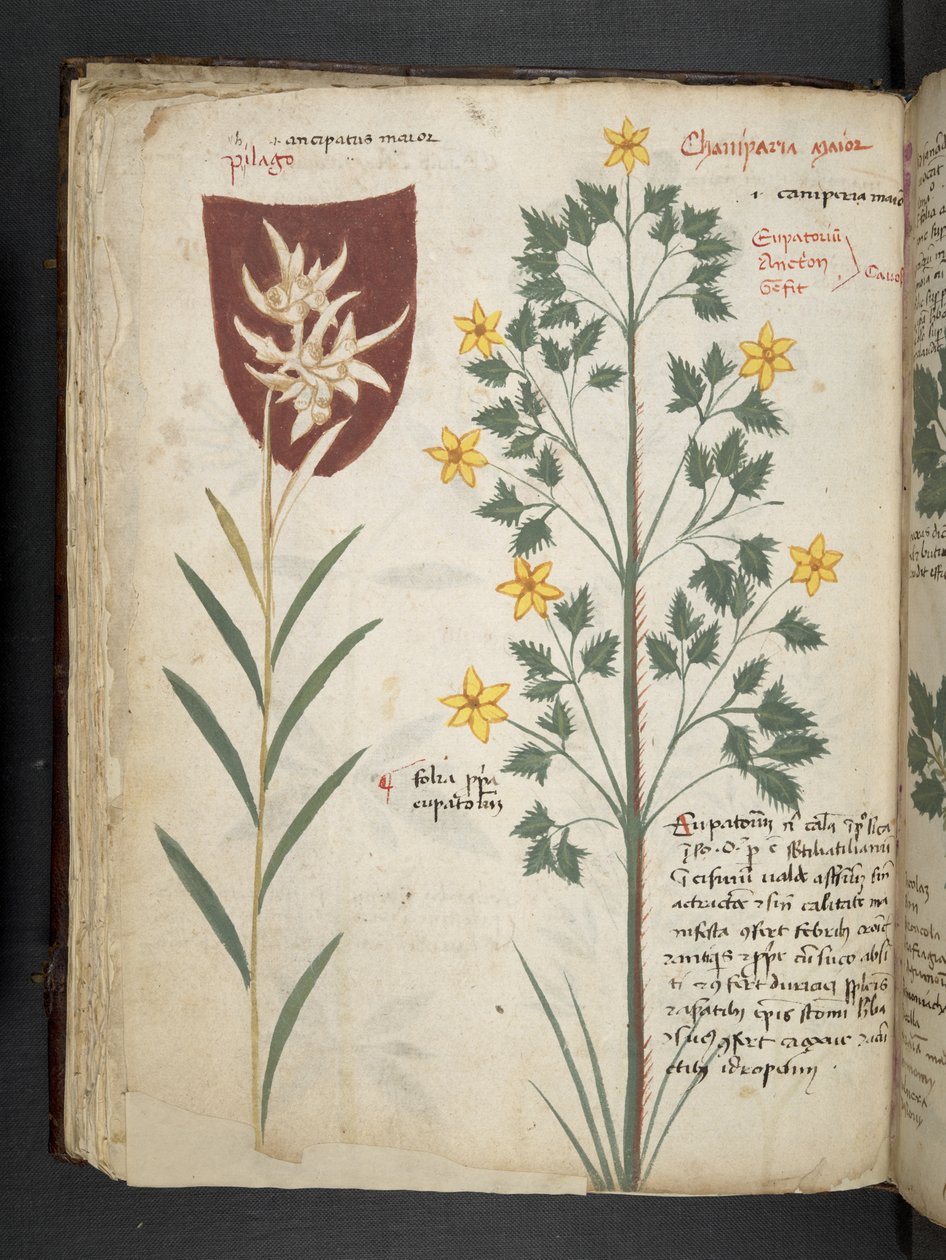 Adicione MS 41623 f.35v 
