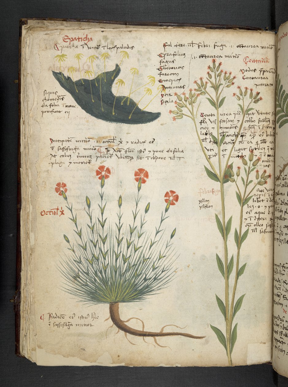 Adicione MS 41623 f.38v 