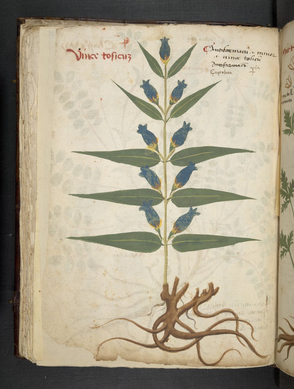 Adicionar MS 41623 f.41v 