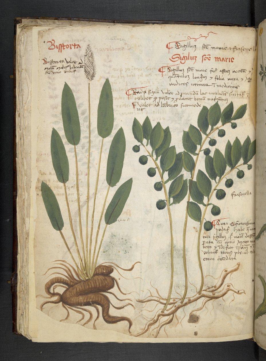 Adicionar MS 41623 f.42v 