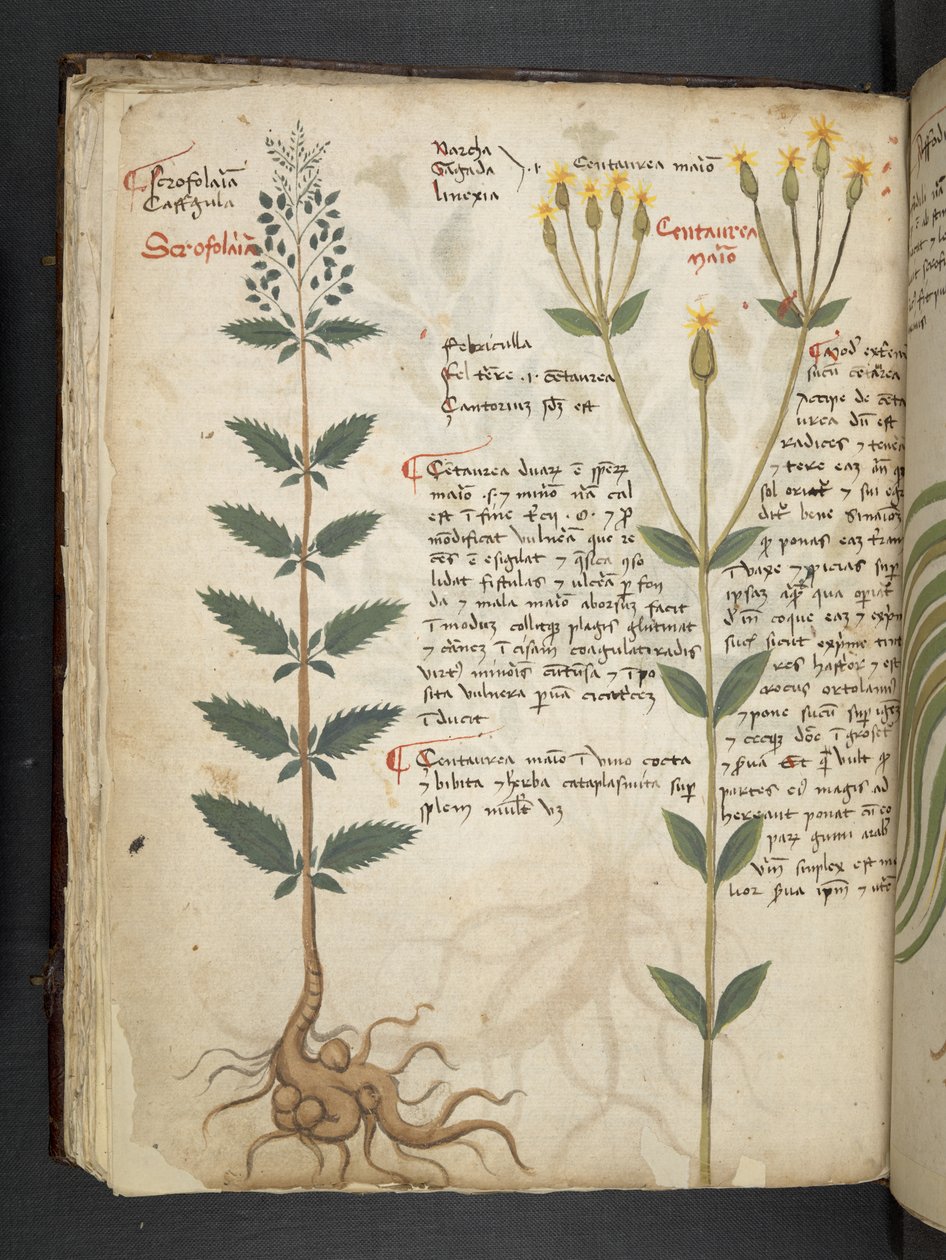 Adicionar MS 41623 f.48v 