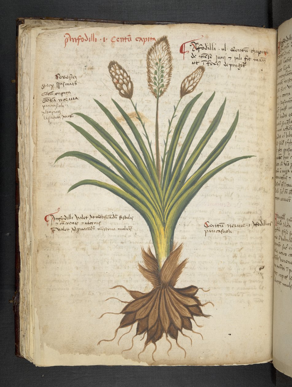 Adicionar MS 41623 f.50v 