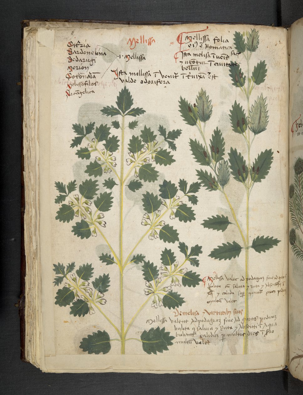 Adicionar MS 41623 f.52v 
