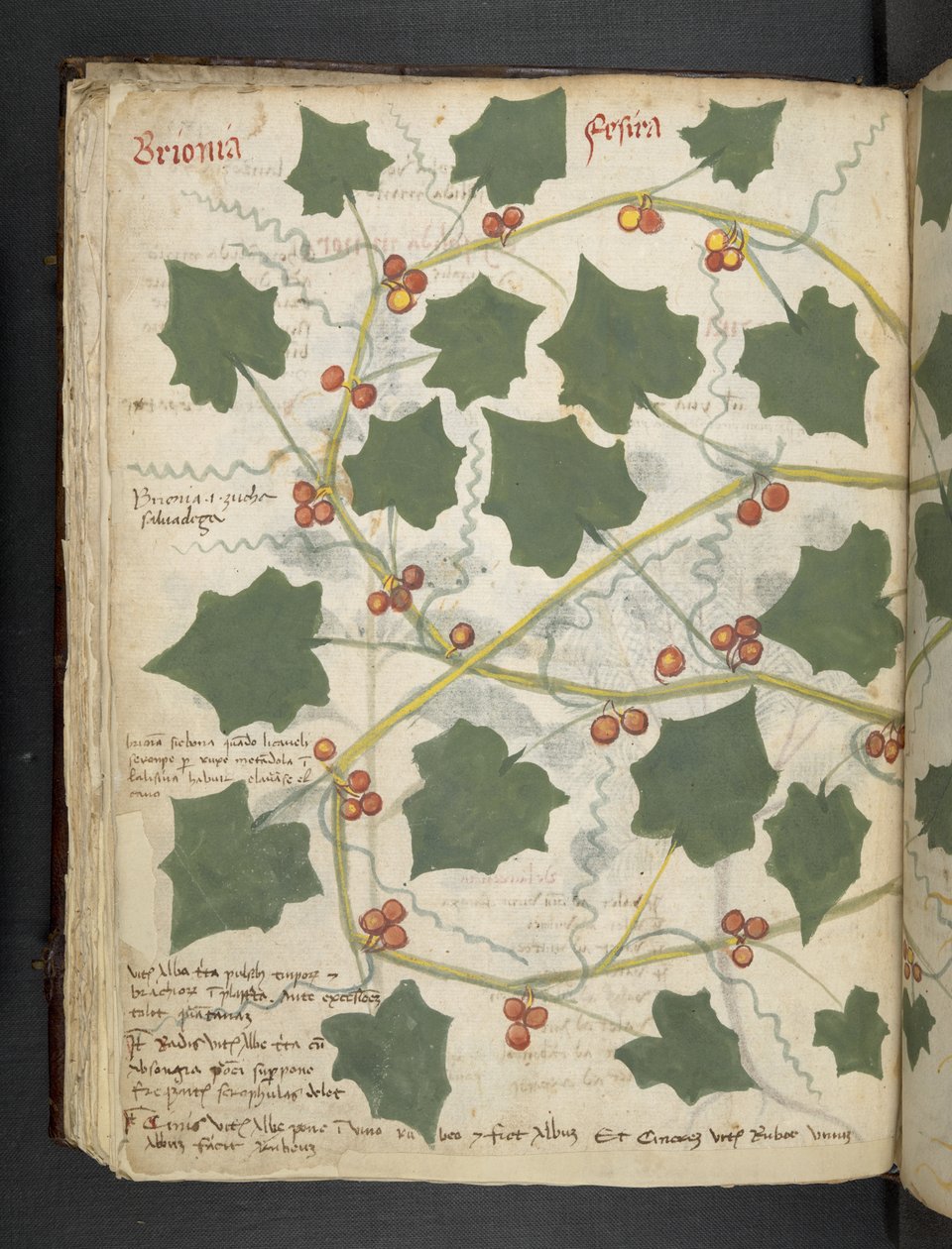 Adicionar MS 41623 f.53v 