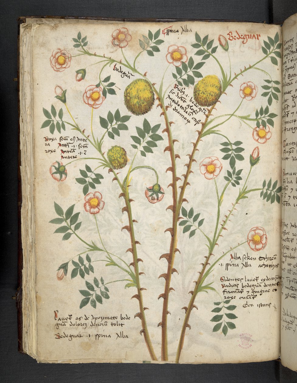 Adicionar MS 41623 f.61v 