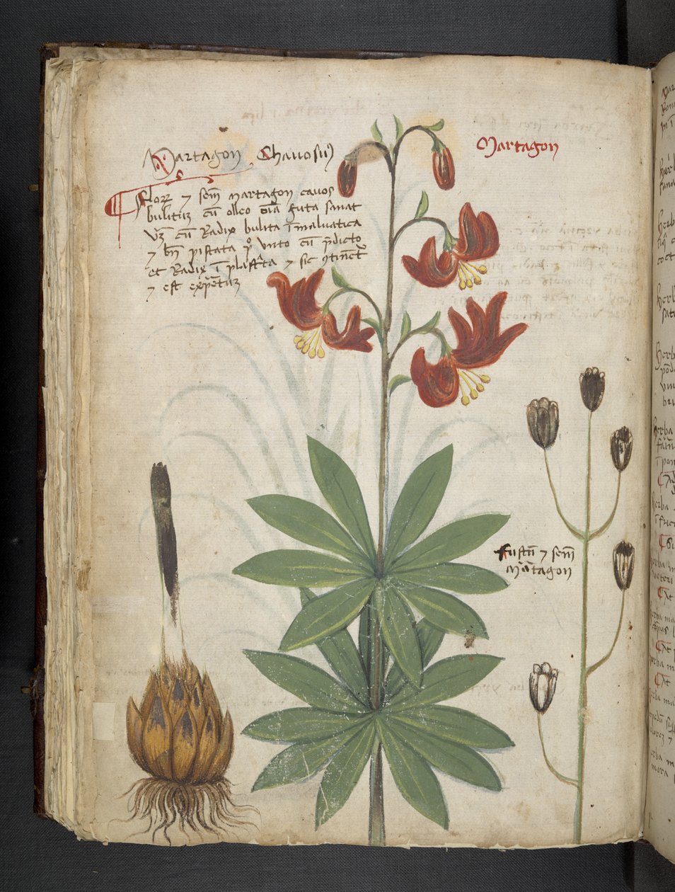 Adicione MS 41623 f.66v 
