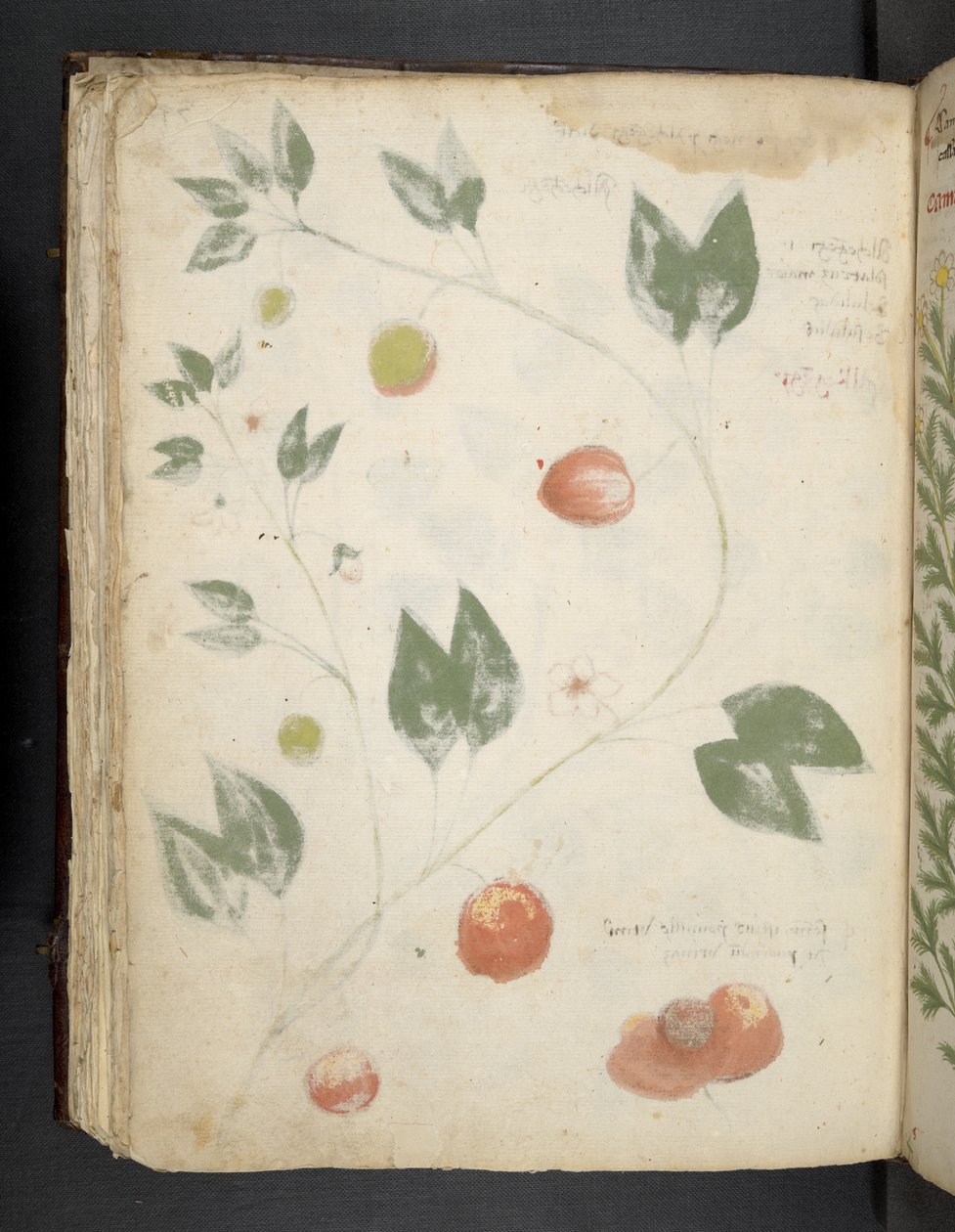 Adicionar MS 41623 f.70v 