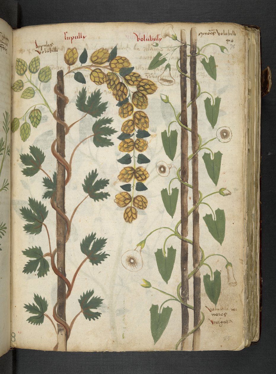 Adicionar MS 41623 f.75r 