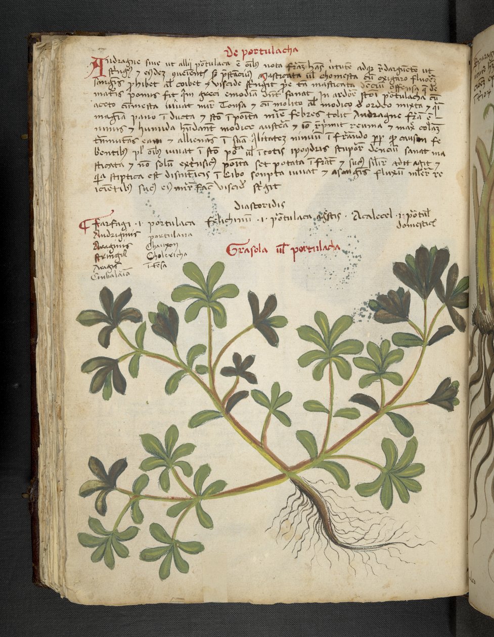 Adicionar MS 41623 f.81v De Portulaca, de 