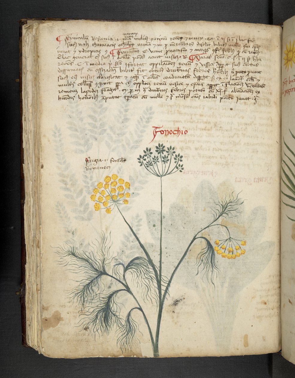 Adicione MS 41623 f.84v Finocchio, de 
