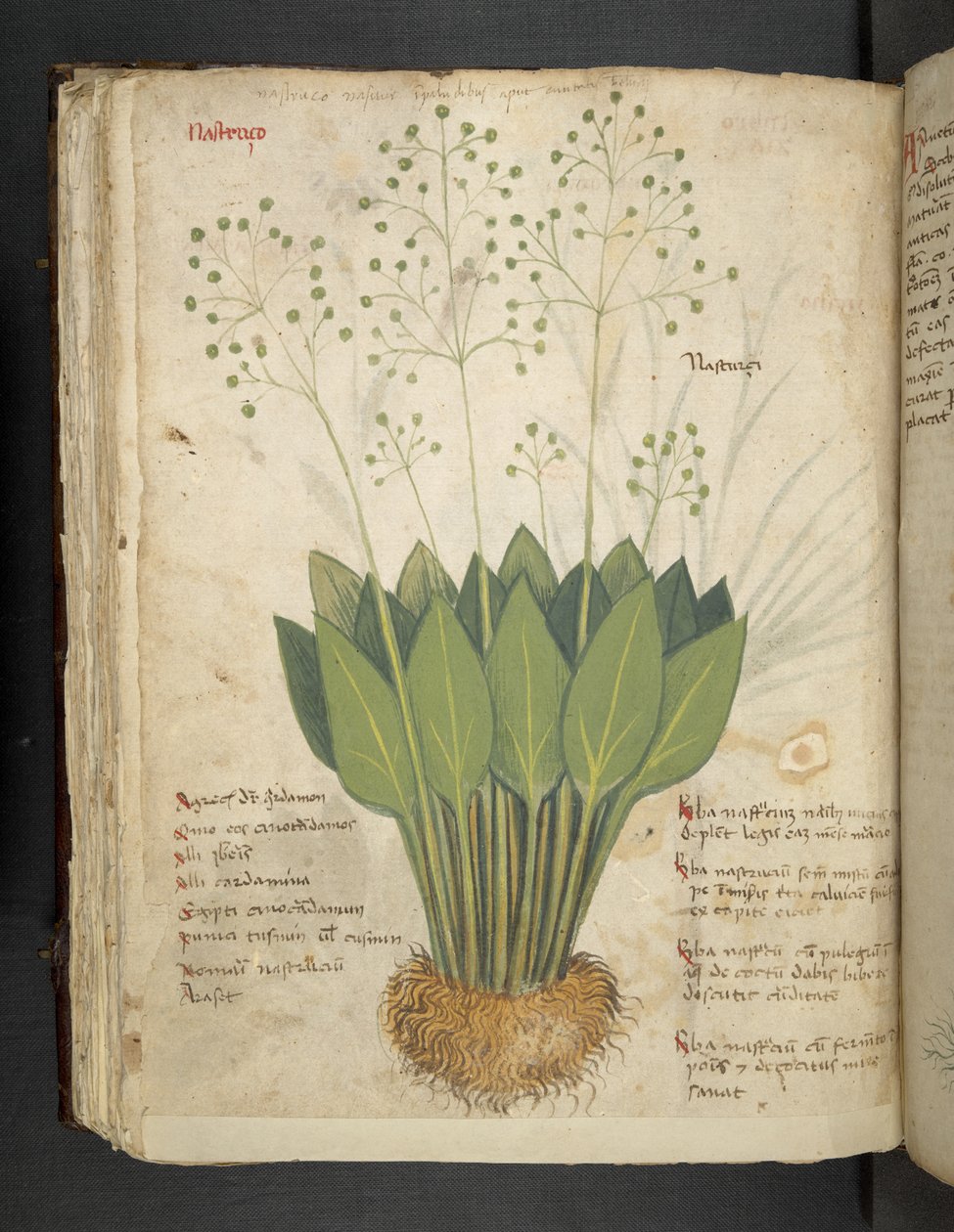 Adicionar MS 41623 f.85v 