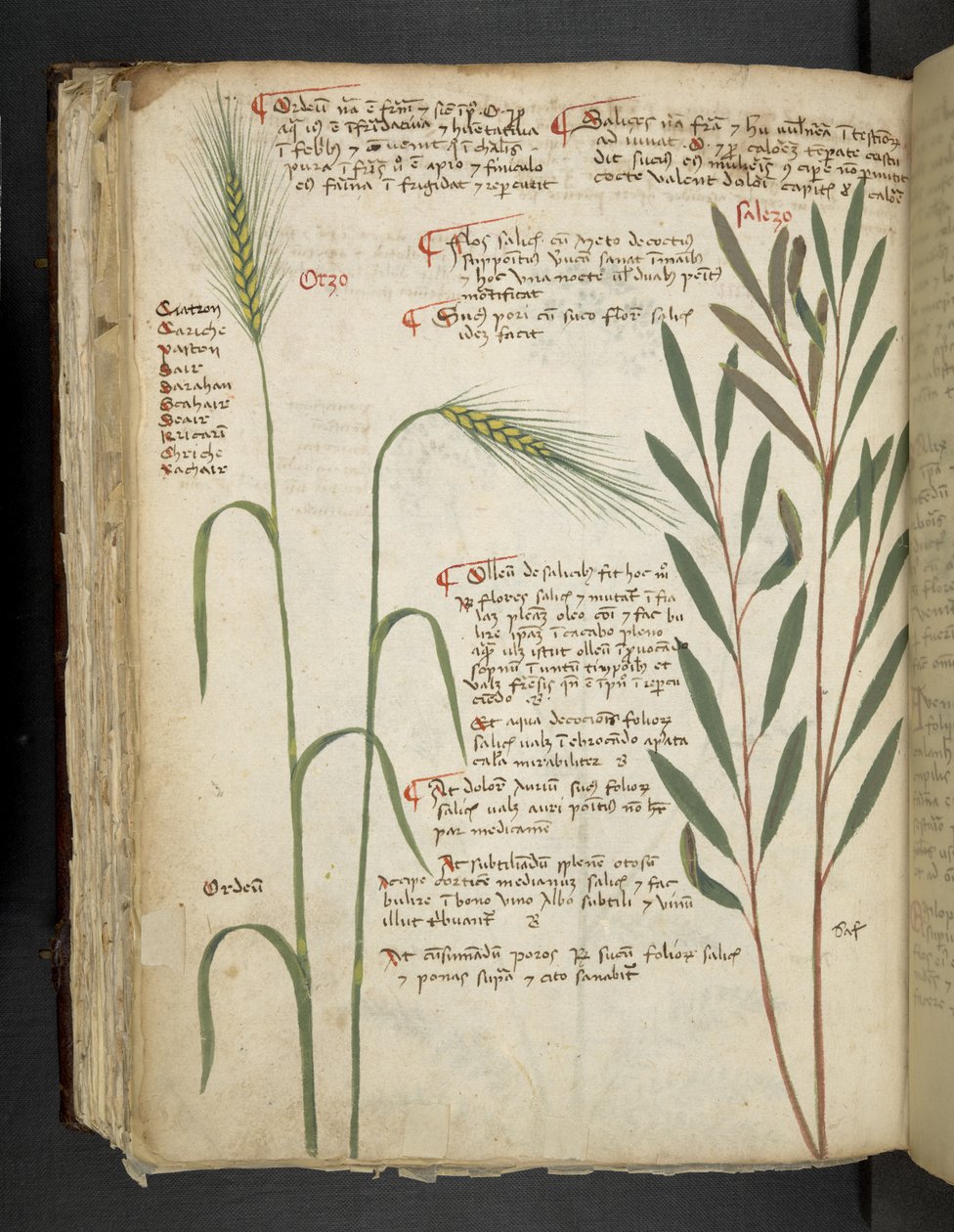 Adicione MS 41623 f.98v Orzo, de 