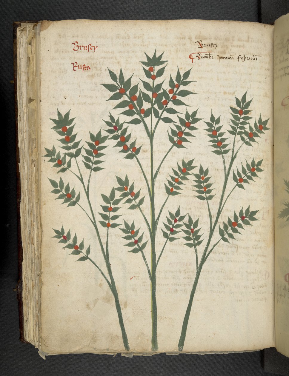 Adicionar MS 41623 f.99v 