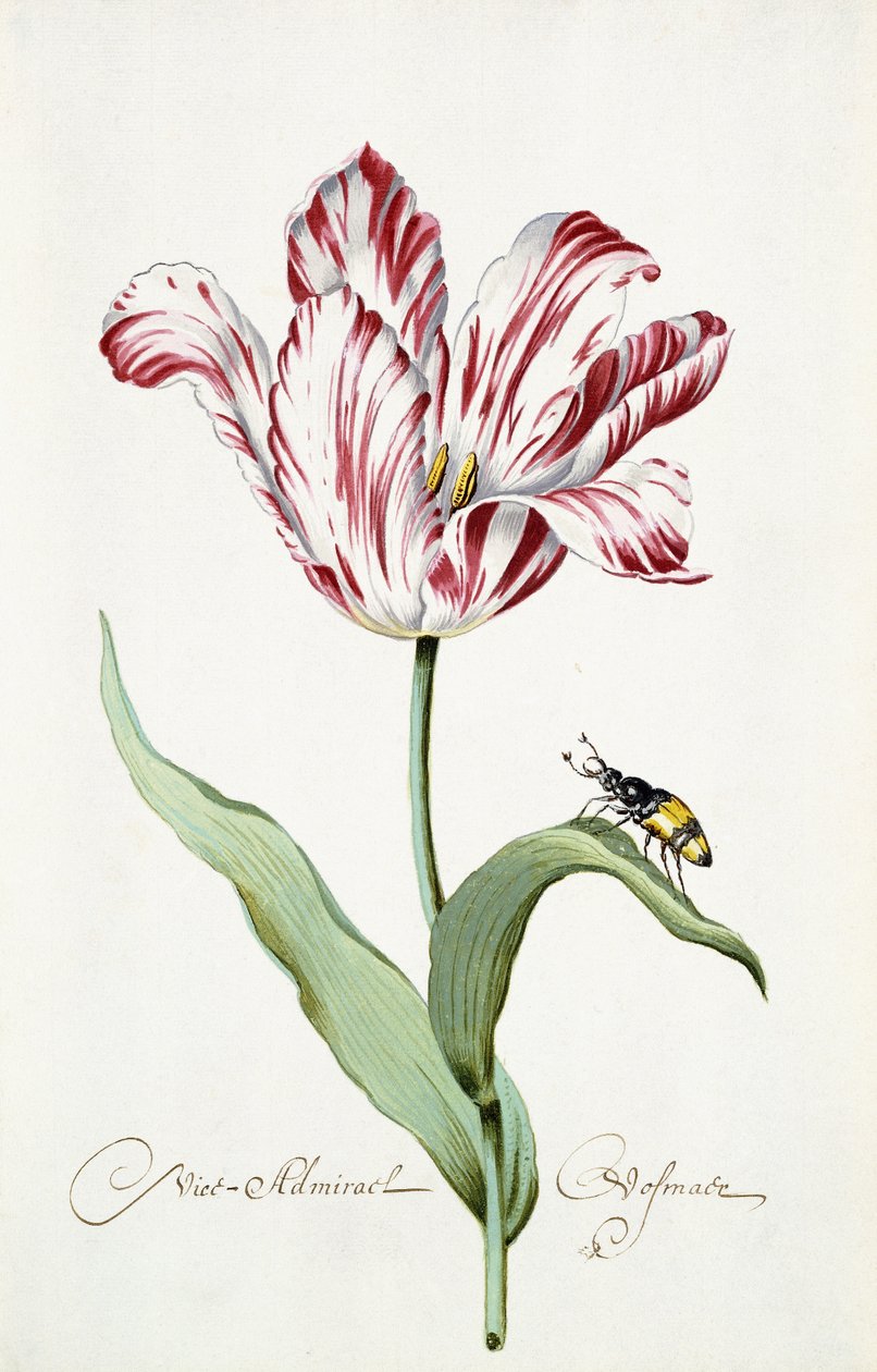 Almirante tulipa de Italian School