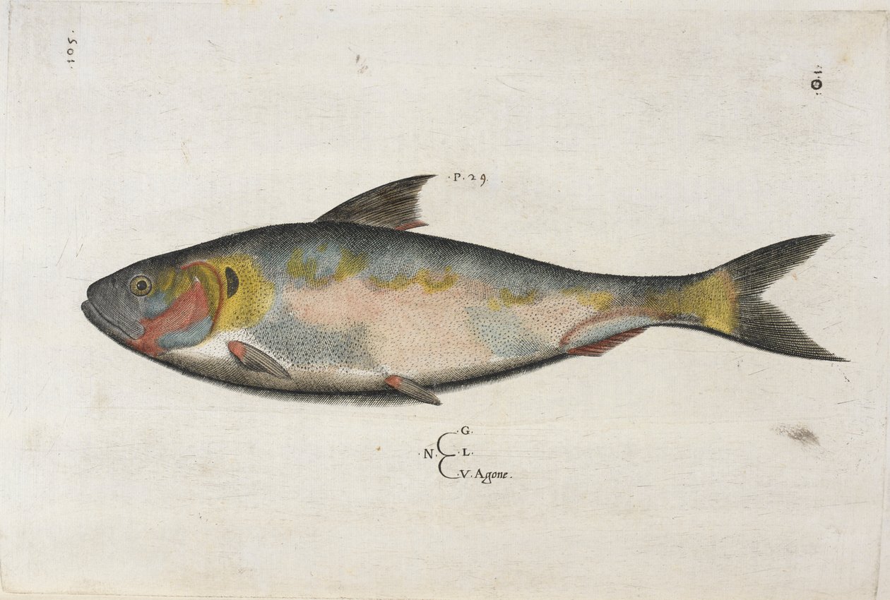 Agone, ilustração de 