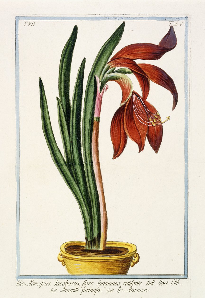 Amaryllis Formosa, 1772-1784 de Italian School