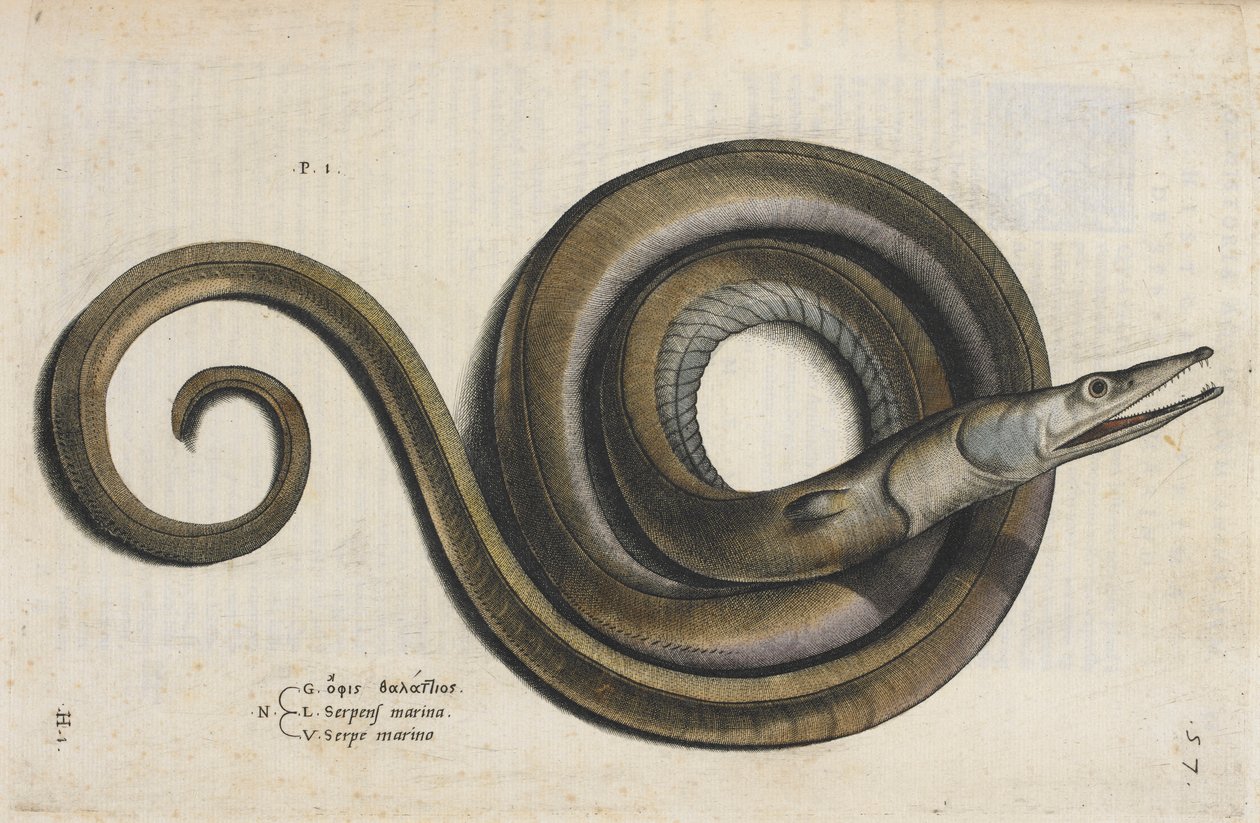 Uma enguia, ilustração de 