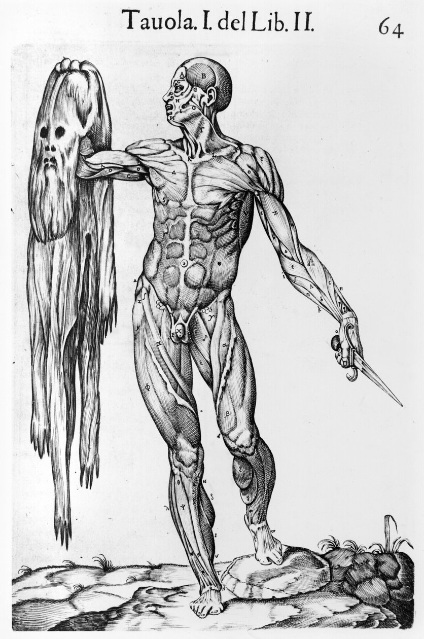 Estudo anatômico, placa 64, ilustração de Anatomia del corpo humano por Juan de Valverde (c.1525-c.1587) Roma, 1560 de Italian School