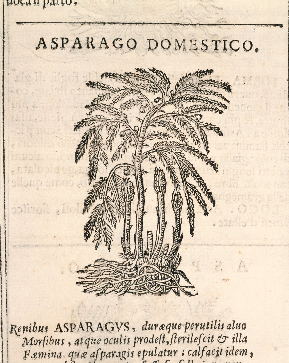 Asparagus (Asparagus officinalis), gravura por Castore Durante de Italian School