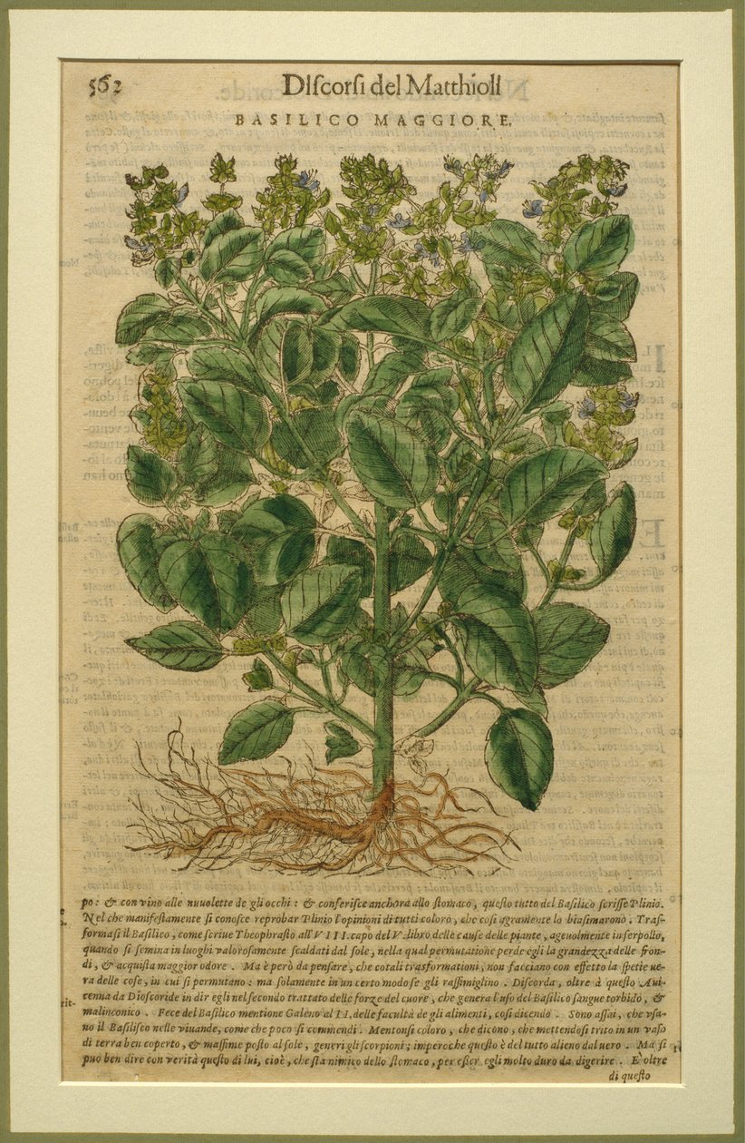Basil, um prato botânico do Discorsi de Pietro Andrea Mattioli (1501-77) publicado em Veneza, 1570 de Italian School