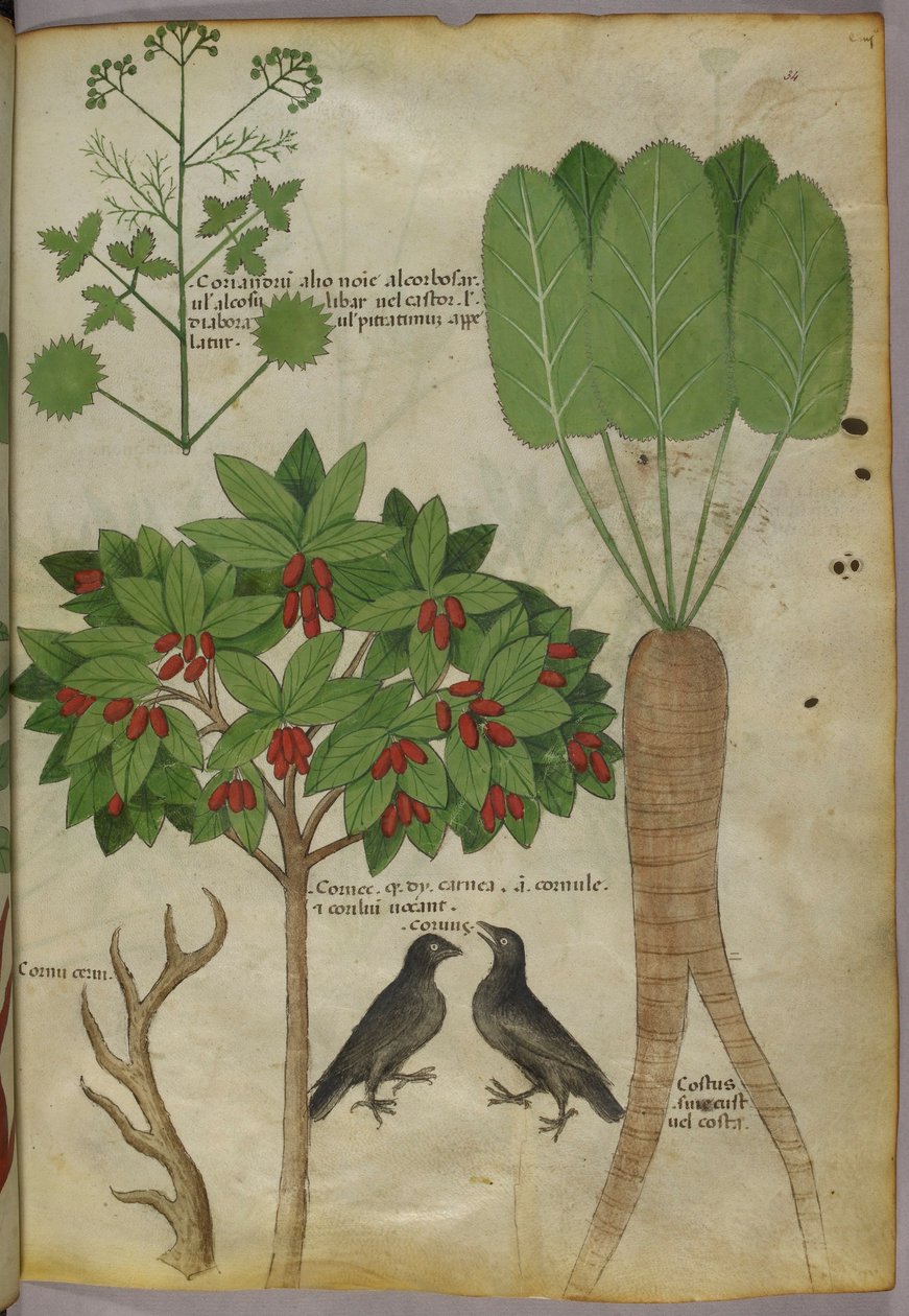 Ilustração Botânica de Plantas e Pássaros, c.1440 (tinta e cor sobre papel de Italian School