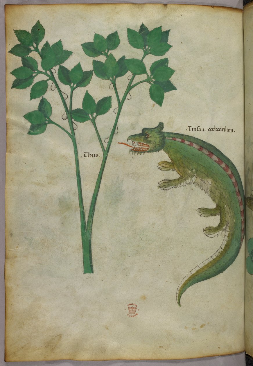 Ilustração botânica e animal de uma planta e um crocodilo, c.1440 (tinta e cor sobre velino) de Italian School