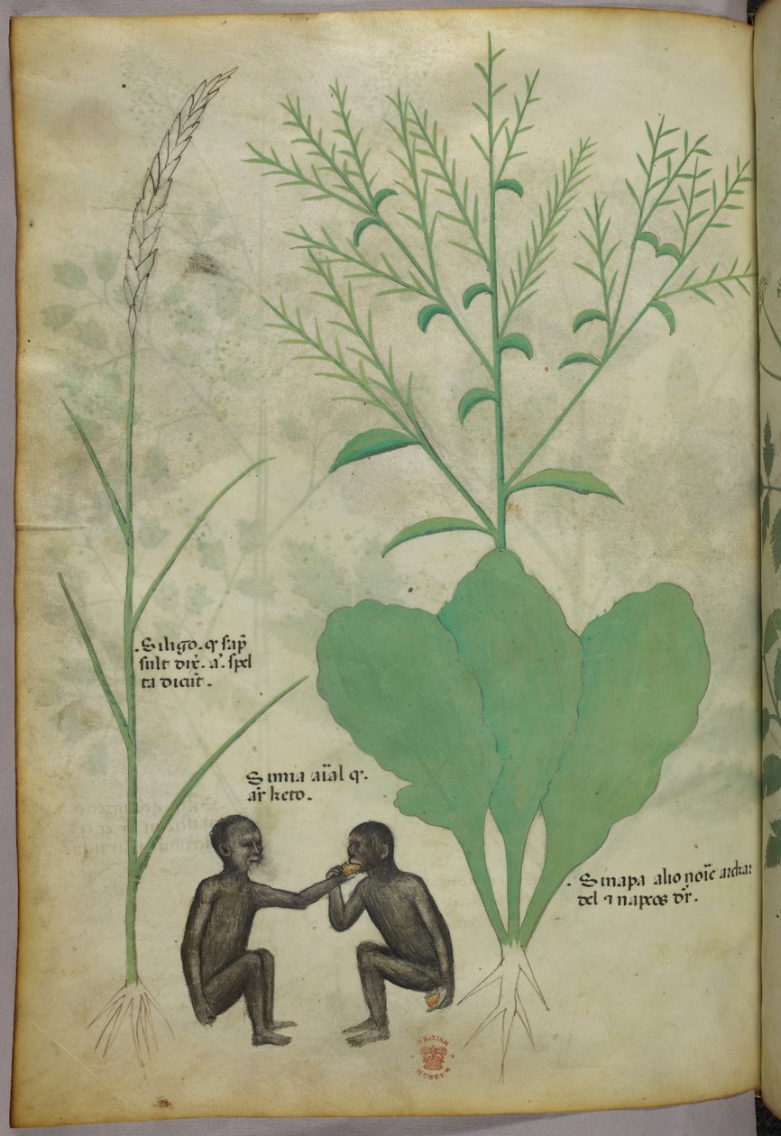 Ilustração botânica e animal de uma planta e dois macacos, c.1440 (tinta e cor sobre velino) de Italian School