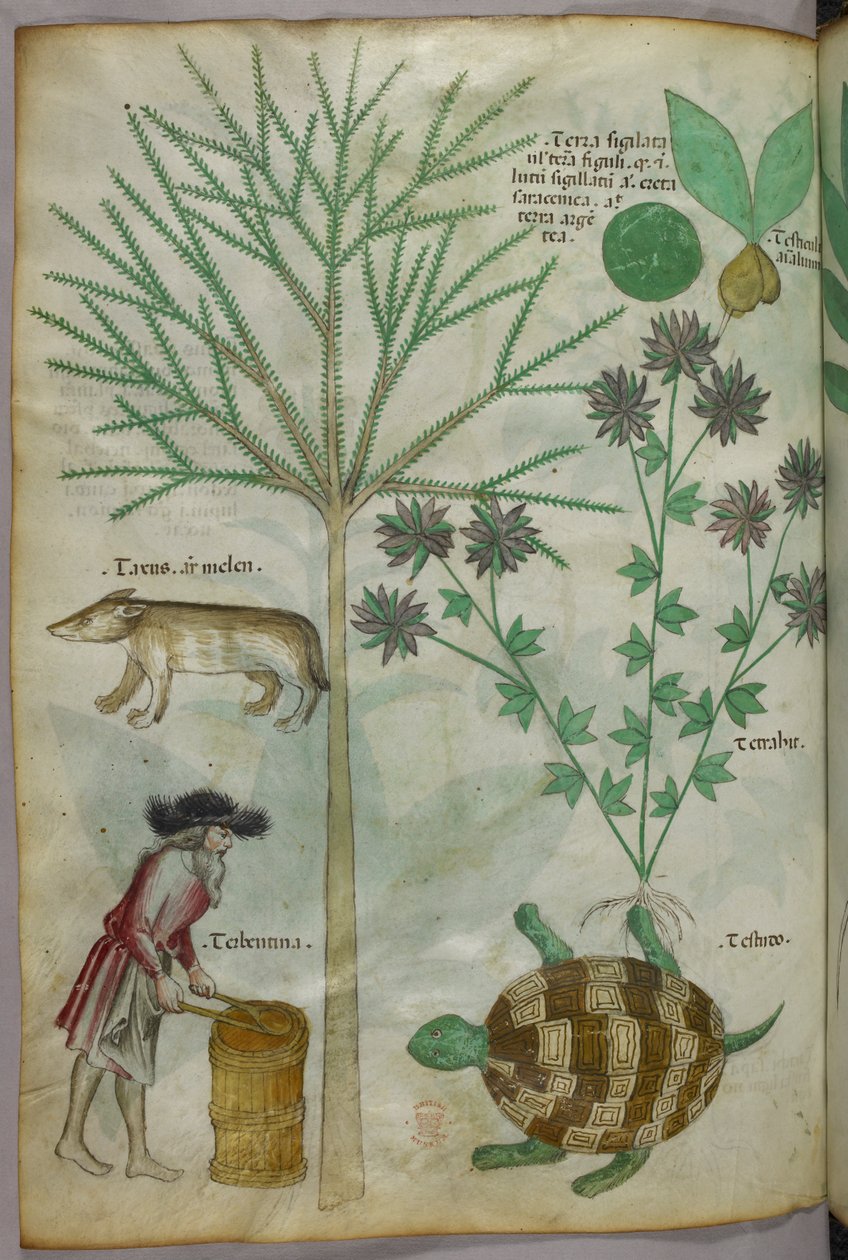 Ilustração botânica e animal de plantas, uma tartaruga, um homem e outro animal, c.1440 (tinta e cor sobre velino) de Italian School