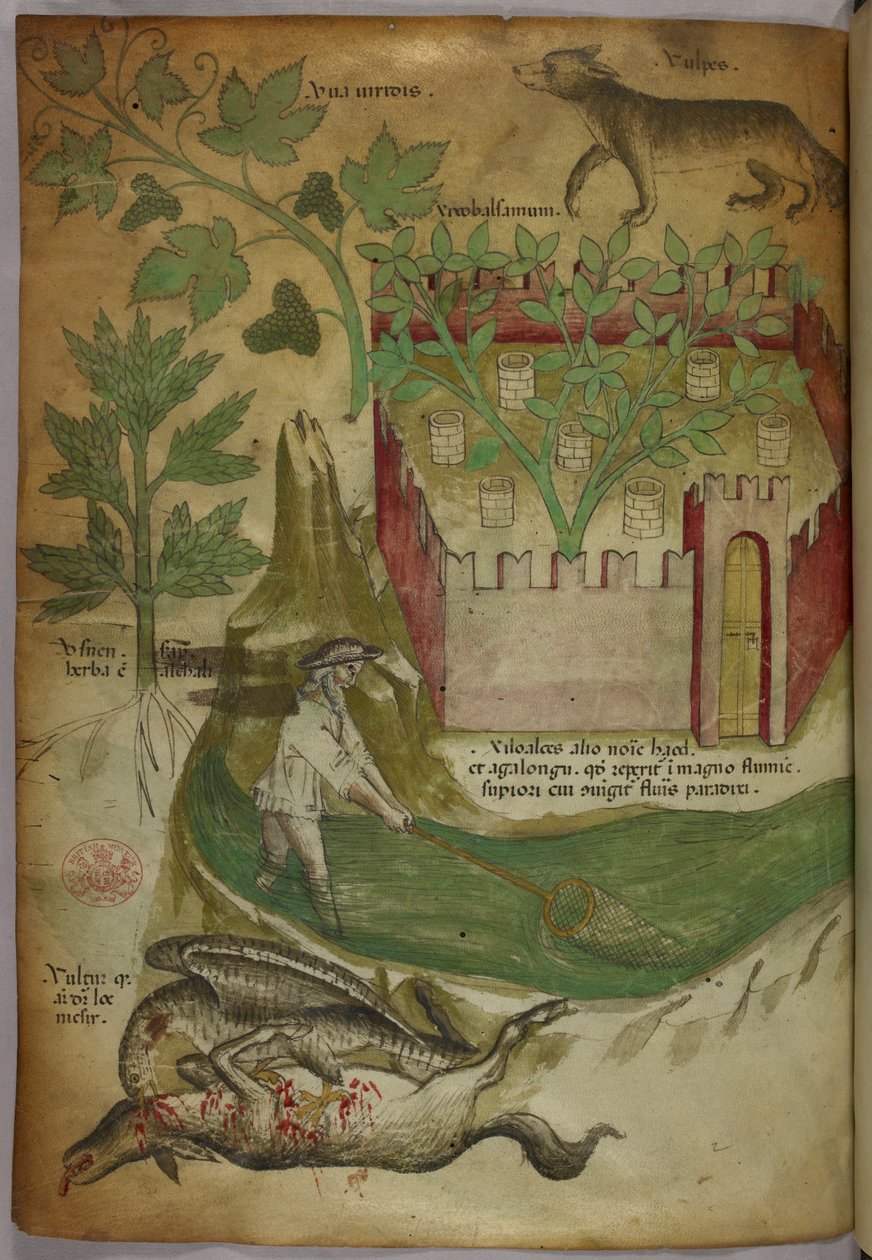 Ilustração botânica e animal de plantas, um jardim murado, um lobo, um homem a pescar num riacho com uma rede e um abutre a debicar a carcaça de um animal, c.1440 (tinta e cor sobre velino) de Italian School