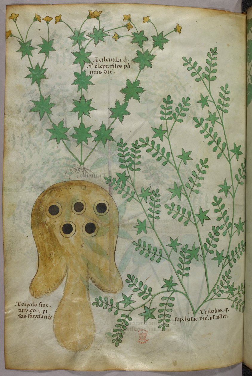 Ilustração botânica e animal de plantas e de um peixe-torpedo, c.1440 (tinta e cor sobre velino) de Italian School