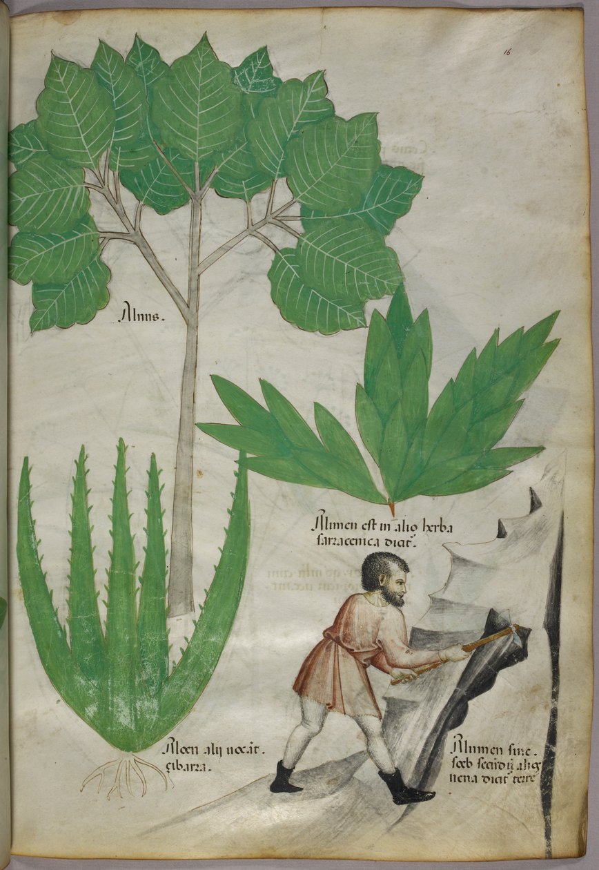 Ilustração botânica de um homem com um machado a partir pedra para extrair alúmen, c.1440 (tinta e cor sobre velino) de Italian School