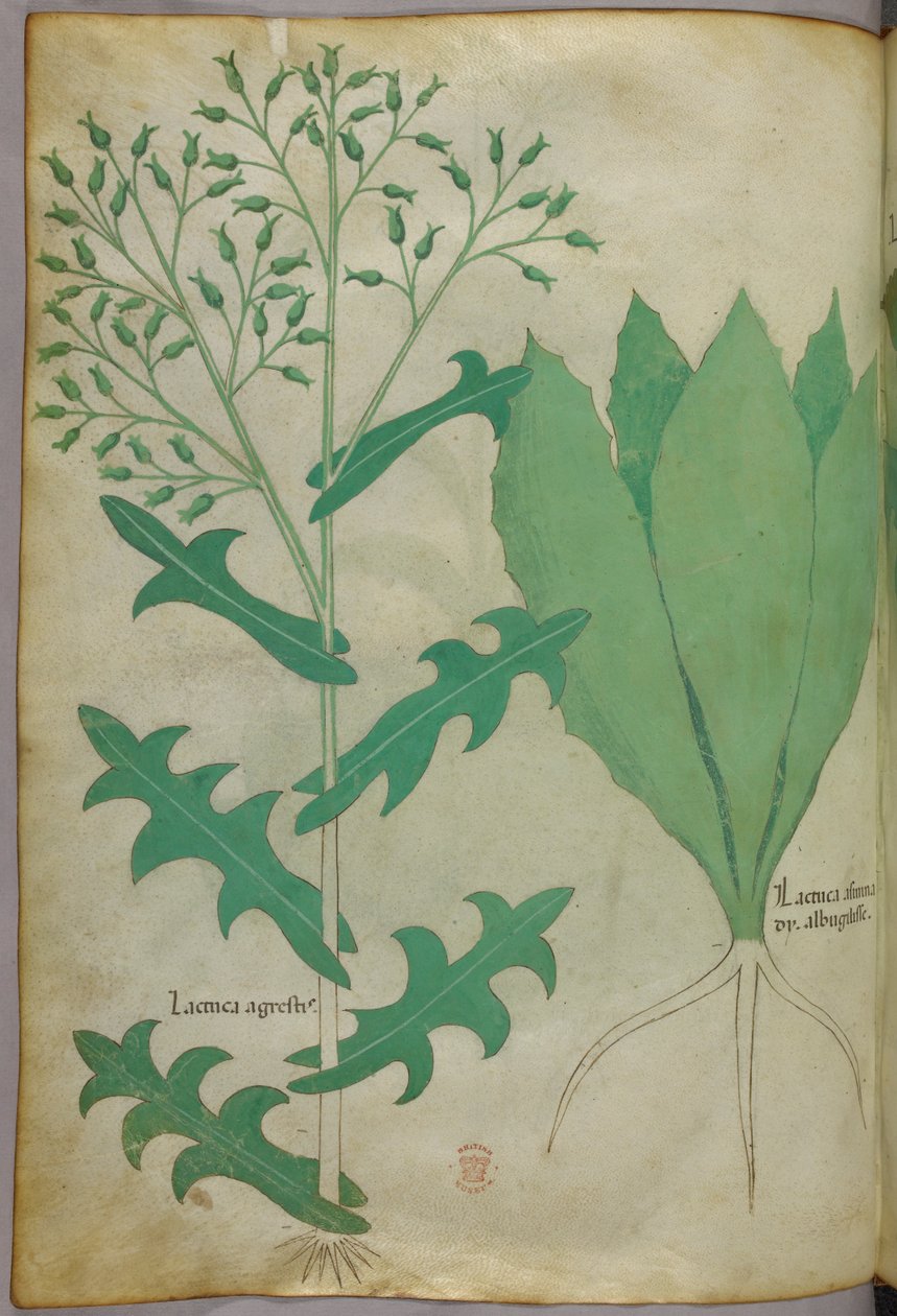Ilustração botânica, c.1440 (tinta e cor sobre velino) de Italian School