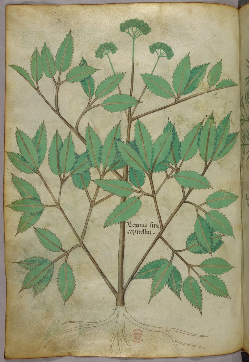 Ilustração botânica, c.1440 (tinta e cor sobre velino) de Italian School